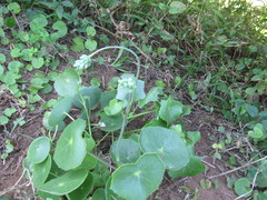Senecio oxyriifolius