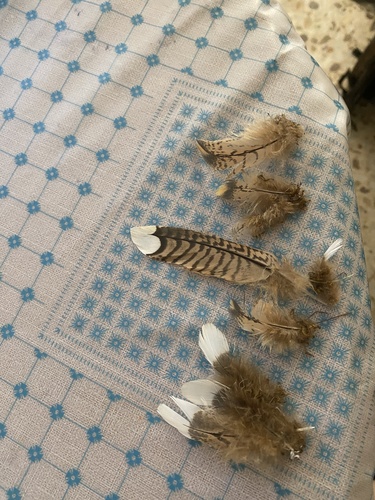 Plume de Ganga cata