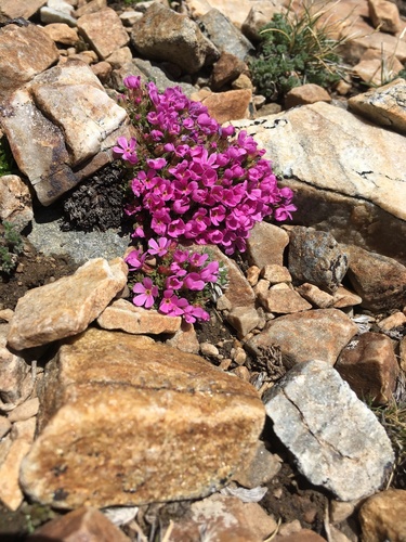 Androsace montana, photograph 6
