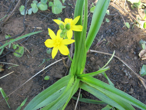 Image of Hypoxis angustifolia by (c) Lutendo Mudzielwana, some rights reserved (CC BY-SA)