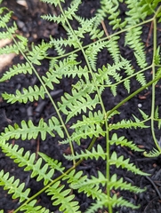 Pteridium aquilinum image