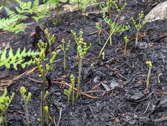 Pteridium aquilinum image