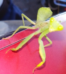 Hierodula tenuidentata