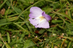 Mazus pumilio
