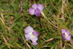 Mazus pumilio