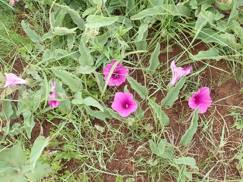 Image of Ipomoea pellita by no rights reserved