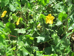 Abutilon sonneratianum