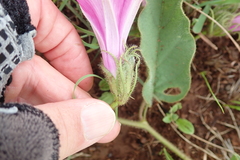 Ipomoea pellita