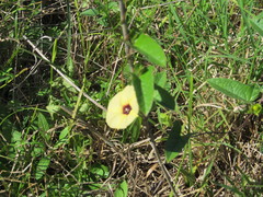 Hewittia malabarica