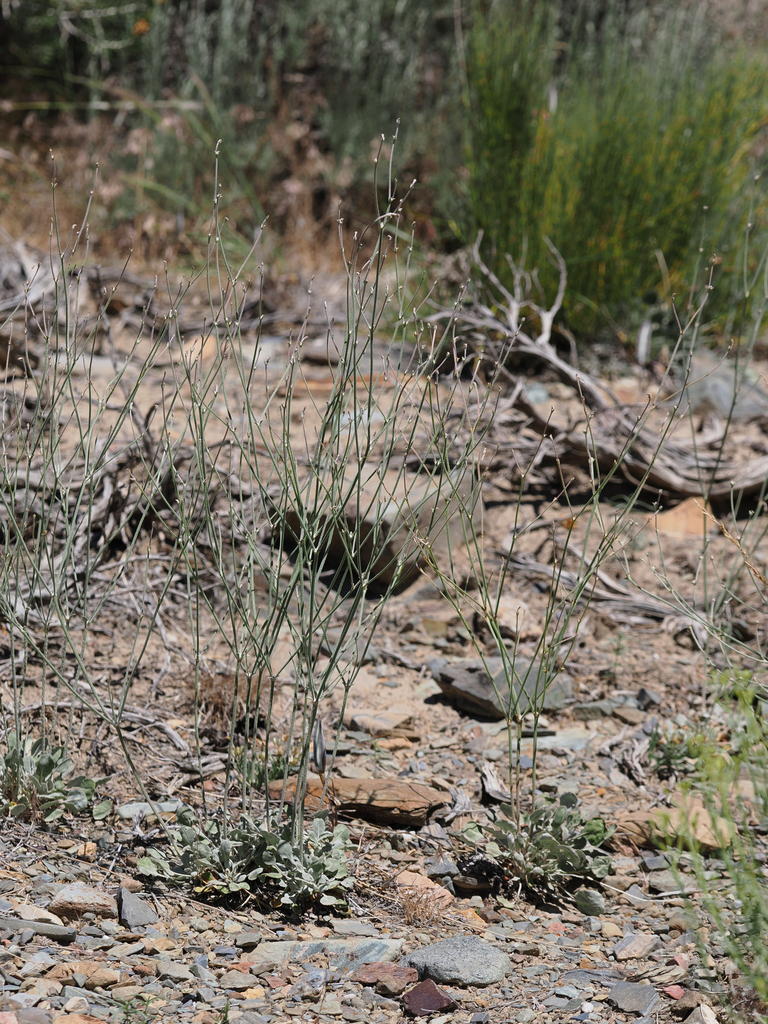 pinyon mesa buckwheat in June 2023 by David Greenberger · iNaturalist