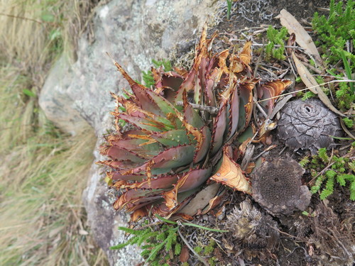 Image of Aloe pratensis by (c) Lutendo Mudzielwana, some rights reserved (CC BY-SA)