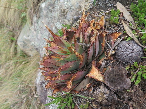 Image of Meadow Aloe (Aloe pratensis) by (c) Lutendo Mudzielwana, some rights reserved (CC BY-SA)