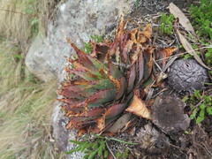 Aloe pratensis