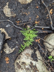 Pteridium aquilinum image
