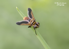 Galactomyia