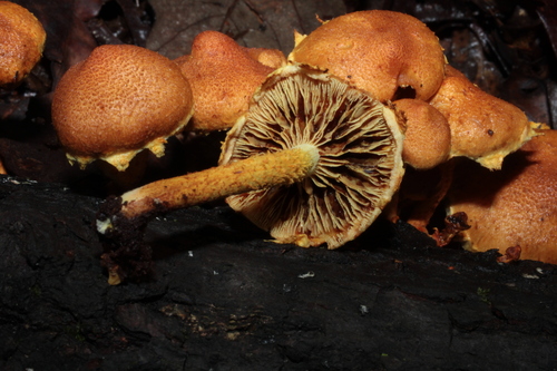 Pholiota