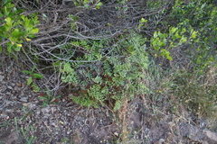 Pellaea pteroides
