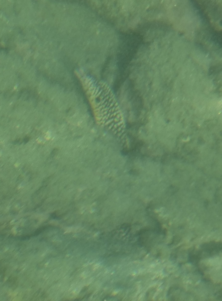Honeycomb moray (Muraena melanotis) — Muraenidae