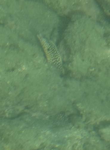 Honeycomb moray (Muraena melanotis) — Muraenidae