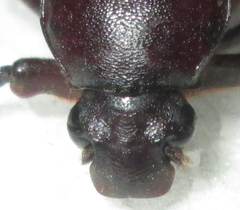 Coenochilus