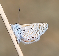 Azanus ubaldus