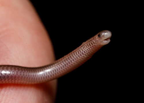 Texas Blind Snake, Rena dulcis