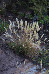 Pentameris curvifolia