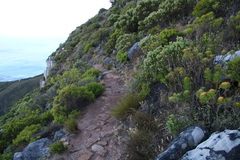 Pentameris curvifolia