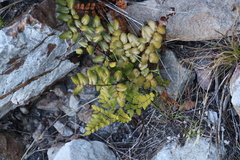 Pellaea pteroides