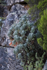 Euryops pectinatus pectinatus