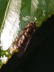 Betasyrphus serarius