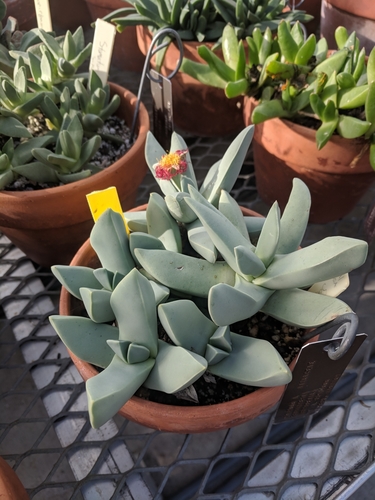 Schwantesia acutipetala L. Bolus