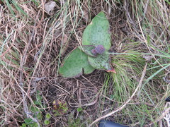 Ledebouria ovatifolia ovatifolia
