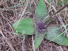 Ledebouria ovatifolia ovatifolia