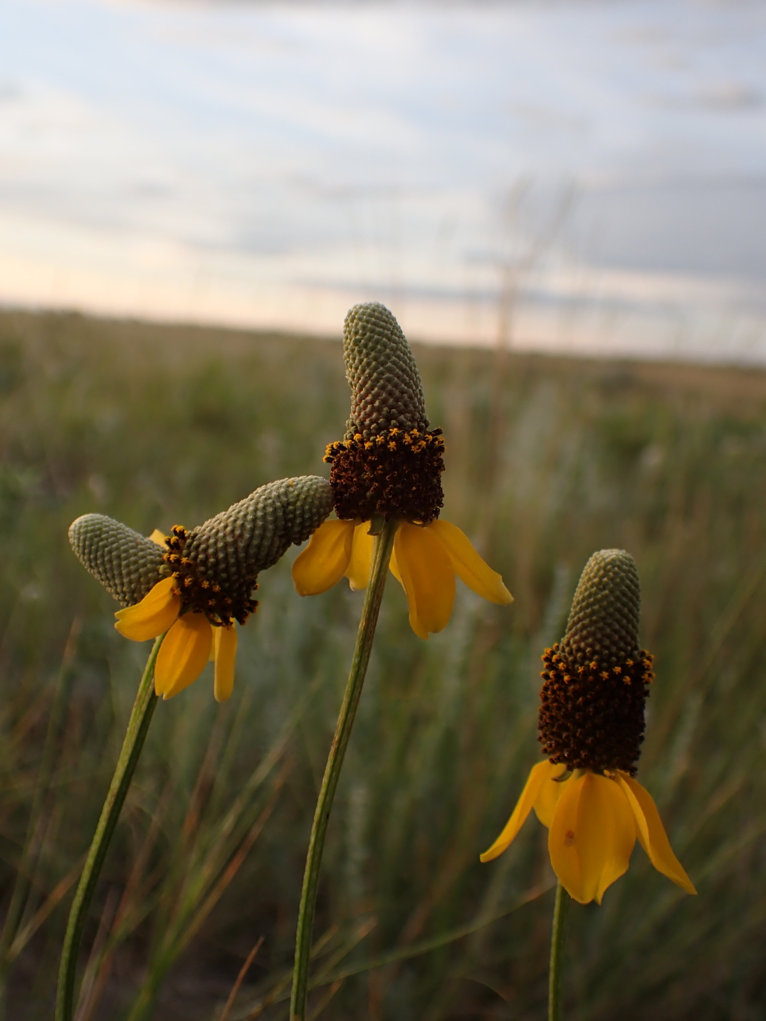 Three upright prairie coneflowers with the center disks being brown on the bottom, light green on the top, and with yellow flowers in the middle. The flowers sit in front of a blurred grassy background