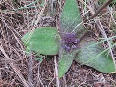 Ledebouria ovatifolia ovatifolia