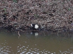 Anas platyrhynchos domesticus