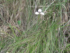 Moraea modesta