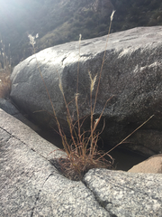 Bothriochloa saccharoides