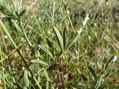 Centaurea collina