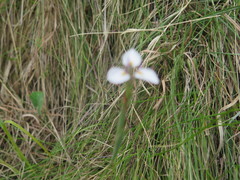 Moraea modesta