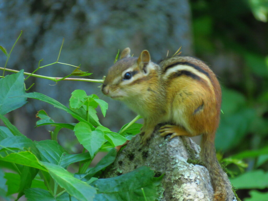 eastern-chipmunk-from-jefferson-county-ny-usa-on-june-17-2023-at-07