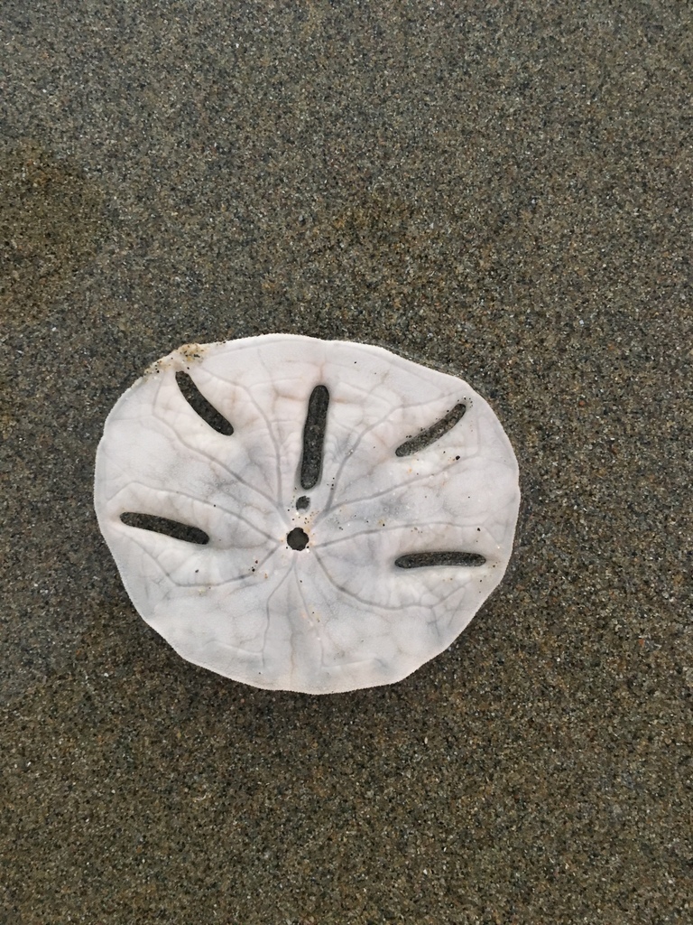 Keyhole Sand Dollar