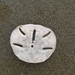 Keyhole Sand Dollar - Photo (c) Aerin Jacob, some rights reserved (CC BY), uploaded by Aerin Jacob