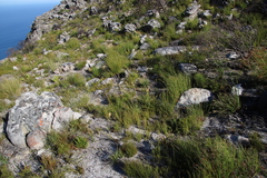 Geochloa rufa