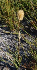 Geochloa rufa