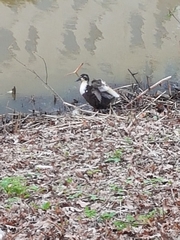 Anas platyrhynchos domesticus