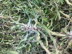 Hygrophila auriculata