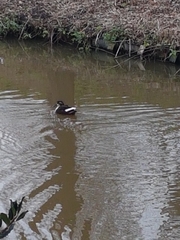 Anas platyrhynchos domesticus