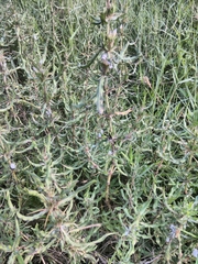 Hygrophila auriculata